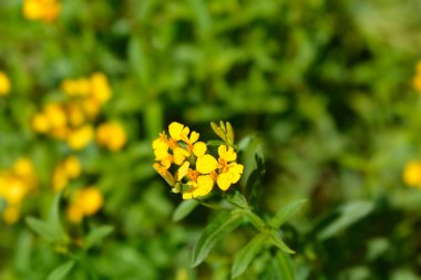 Meksika kadife çiçeği - Latince adı - Tagetes lucida