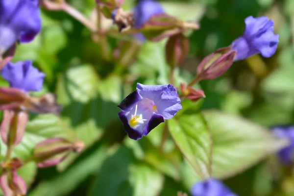 Lades Kemiği Çiçeği Latin Adı Torenia Fournieri — Stok fotoğraf