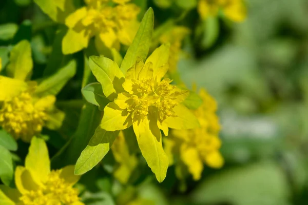 Párna Spurge Sárga Virágok Latin Név Euphorbia Epithymoides Euphorbia Polychroma — Stock Fotó