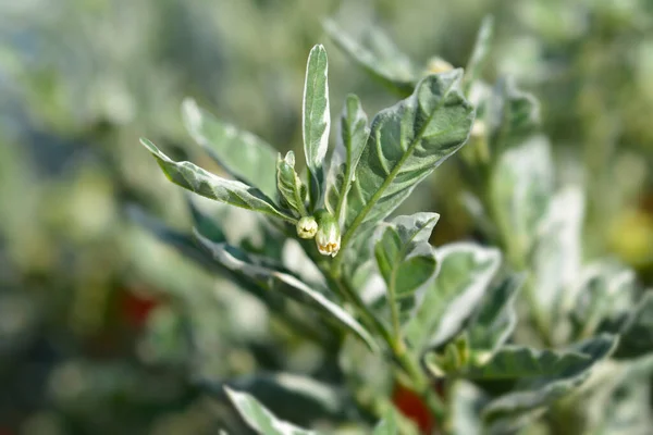 변형된 예루살렘 꽃봉오리 라틴어 Solanum Pseudocapsicum Variegata — 스톡 사진