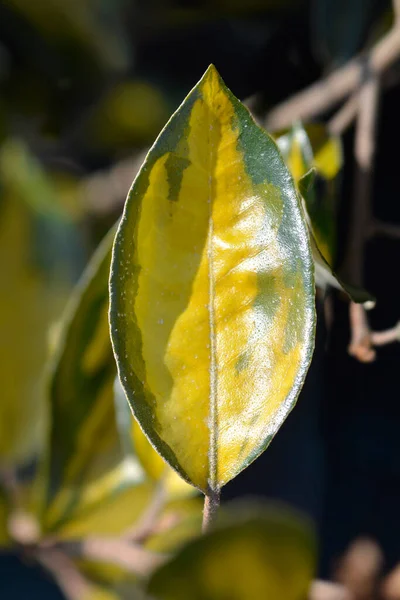 Liście Olestera Limelight Łacińska Nazwa Elaeagnus Submacrophylla Limelight — Zdjęcie stockowe