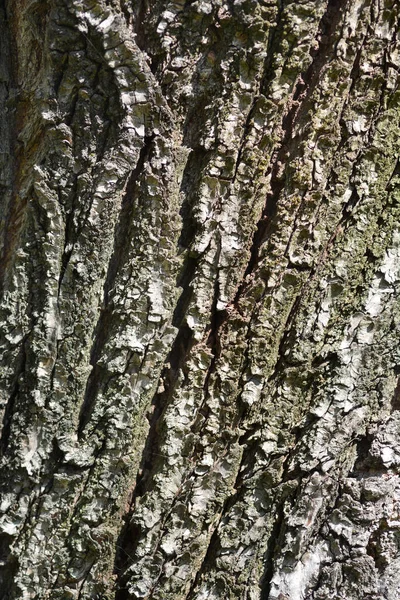 龙爪柳树皮细节 拉丁文名称 Salix Matsudana Tortuosa — 图库照片