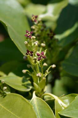 Japon defne çiçekleri - Latince adı - Aucuba japonica