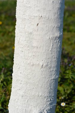 Tatlı kiraz ağacı gövdesi beyaza boyanmış - Latince adı - Prunus avium