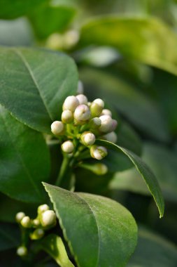 Meyer limon tomurcukları - Latince adı - Citrus meyerii