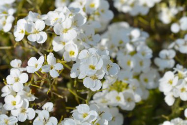 Bahçe Arap beyaz çiçekleri - Latince adı - Arap Kafkasya