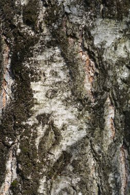 Genel huş ağacı kabuğu detayı - Latince adı - Betula pendula