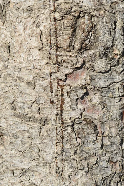 Szczegóły Kory Świerka Norweskiego Nazwa Łacińska Picea Abies — Zdjęcie stockowe