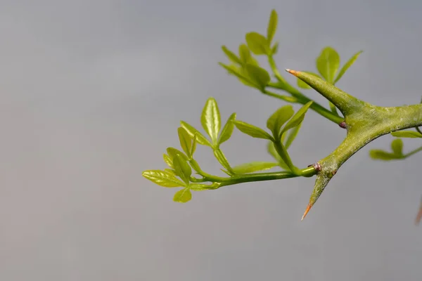 Трифоліатна Оранжева Гілка Новим Листям Латинська Назва Poncirus Trifoliata — стокове фото