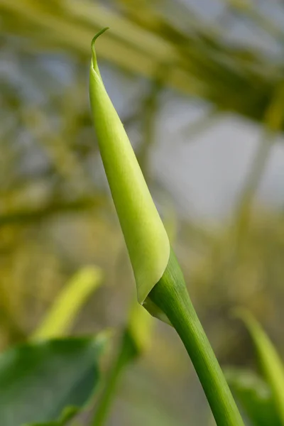 Garden Calla Lily Flower Bud Latin Name Zantedeschia Aethiopica — Stock Photo, Image