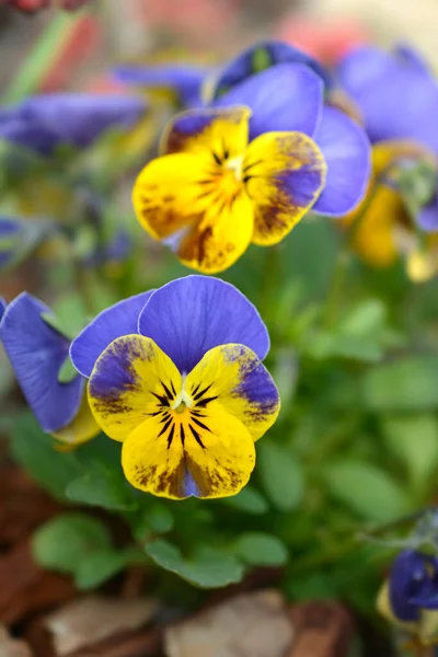 Flores Violetas Com Chifres Azuis Amarelas Castanhas Nome Latino Viola — Fotografia de Stock