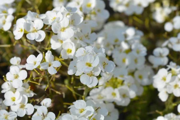 Bahçe Arap beyaz çiçekleri - Latince adı - Arap Kafkasya