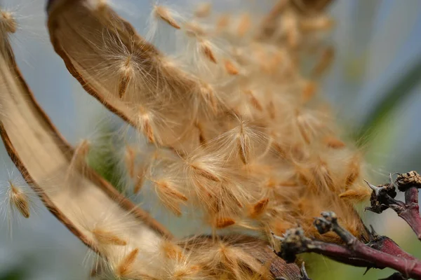 Common Oleander Open Seed Pod Hairy Seeds Latin Name Nerium — Stock Photo, Image