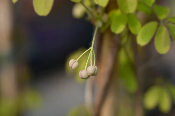 Germogli Fiori Akebia Cinque Foglie Nome Latino Akebia Quinata — Foto Stock