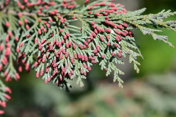 Lawsons Cypress Triomf Van Boskoop Branch Flowers Латинское Название Chamaecyparis — стоковое фото