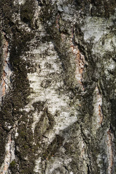 Detail Der Birkenrinde Lateinischer Name Betula Pendula — Stockfoto