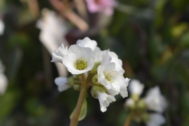 Bergenia Bressingham Beyaz çiçekler - Latince adı Bergenia Bressingham White