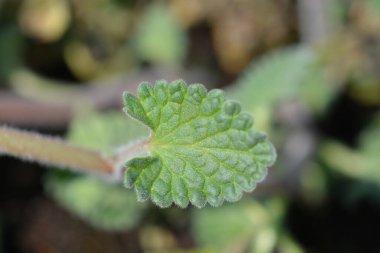 Catmint Six Hill Dev Yaprağı - Latince adı Nepeta Catmint Six Hill Devi