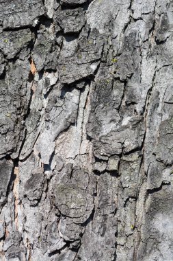 Klasik at kestanesi kabuğu detayı - Latince adı - Aesculus hipocastanum