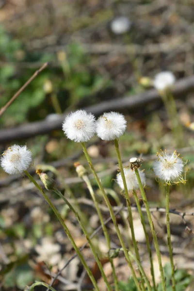 Coltsfoot Magfejek Latin Név Tussilago Farfarfara — Stock Fotó