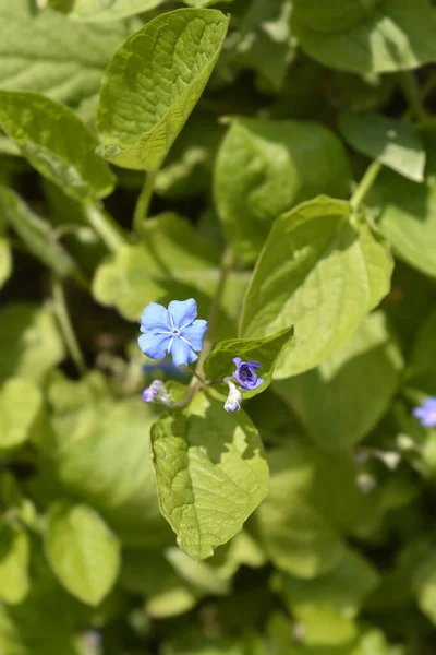 Blue Eyed Mary Flowers Latin Name Omphalodes Verna — Stock Photo, Image