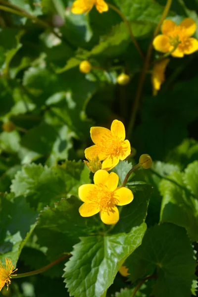 Marsh Marigold Flowers Latin Name Caltha Palustris — Stock Photo, Image