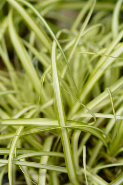 ストリップ ウェイピング エッジ エバーゴールド ラテン語名 Carex Oshimensis Evergold — ストック写真