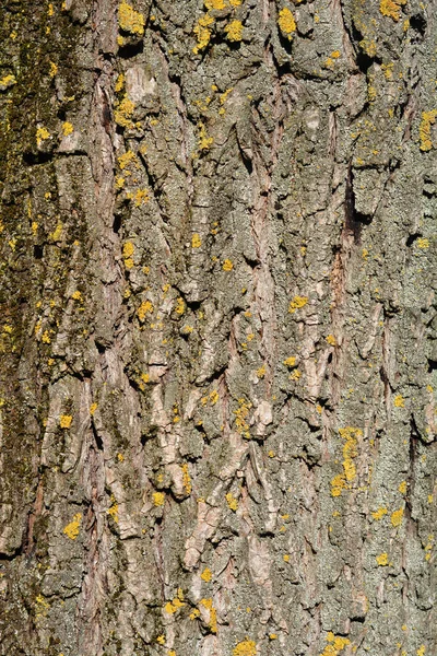 Golden Weeping Willow Bark Detail Łacińska Nazwa Salix Alba Subsp — Zdjęcie stockowe