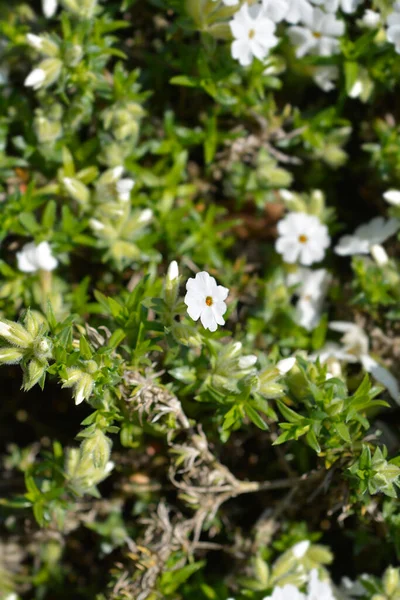 Pełzające Kwiaty Phlox White Delight Łacińska Nazwa Phlox Subulata White — Zdjęcie stockowe