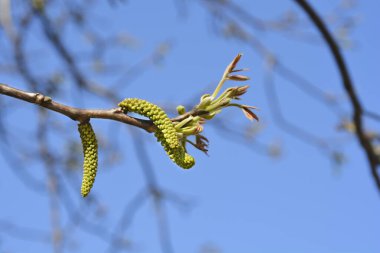 Mavi gökyüzüne karşı çiçekli ve yeni yapraklı yaygın ceviz dalı - Latince adı - Juglans regia