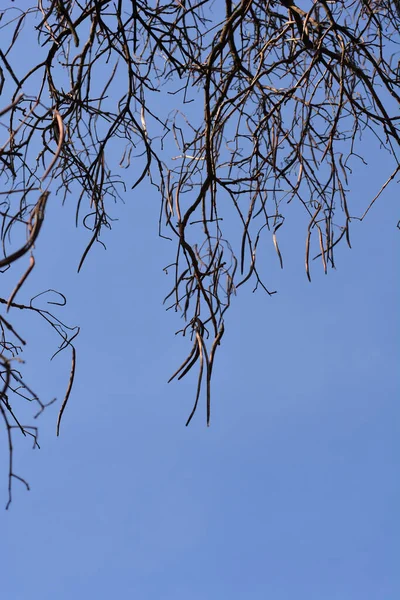 Zwykłe Strąki Nasion Katalpy Gałęziach Niebieskiego Nieba Nazwa Łacińska Catalpa — Zdjęcie stockowe