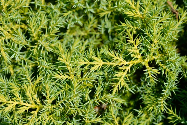 Ramas Juniper Gold Star Nombre Latino Juniperus Pfitzeriana Gold Star — Foto de Stock