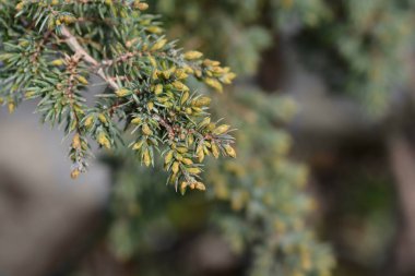 Juniper Yeşil Halı - Latince adı - Juniperus Communis Green Halı