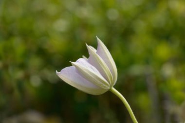 Clematis Bayan Bateman çiçek tomurcuğu - Latince adı - Clematis Bayan Bateman
