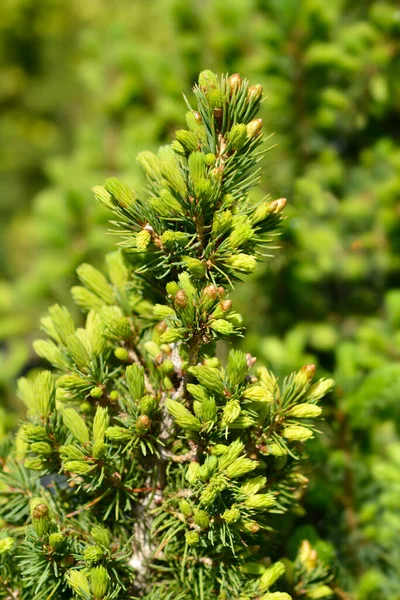 Daisys White Alberta Spruce Branch 라틴어 Picea Glauca Daisys White — 스톡 사진