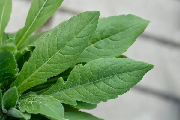 Makedonya 'nın kaba yaprakları - Latince adı - Knautia macedonica