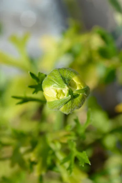 Persian Buttercup Yellow Flower Bud Latin Name Ranunculus Asiaticus — Stock Photo, Image