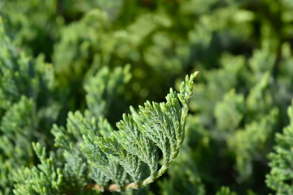 Creeping Juniper Blue Chip Branch Latin Name Juniperus Horizontalis Blue — Stock Photo, Image