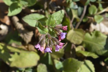 Akciğer otu - Latince adı - Pulmonaria officinalis