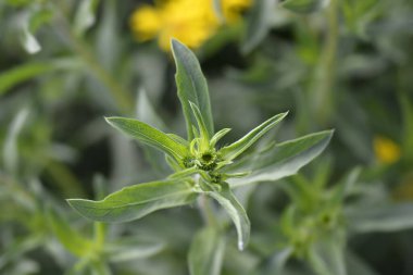 Limon sarısı sahte altın çiçeği tomurcuğu Latince adı Heterotheca kampporum var. glandulissimum