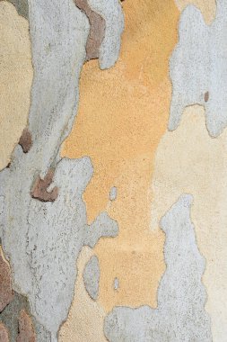 Londra uçak kabuğu detayı - Latince adı Platanus x hispanica (Platanus x acerifolia)