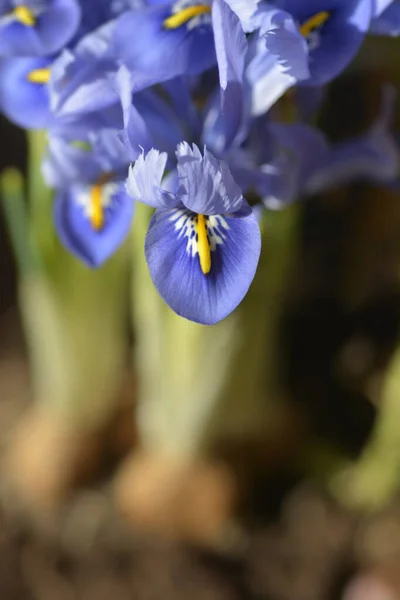 Iris Alida Kwiaty Łacińska Nazwa Iris Reticulata Alida — Zdjęcie stockowe