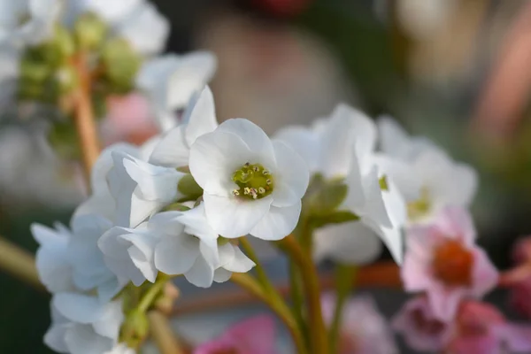 Bergenia Bressingham White Flowers Latin Name Bergenia Bressingham White — Stock Photo, Image