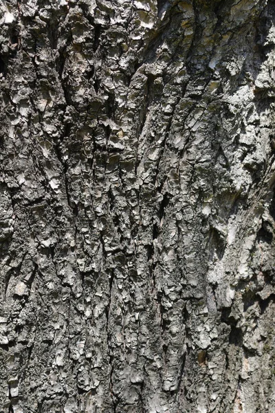 Dragons Claw Willow Bark Detail Латинское Название Salix Matsudana Tortuosa — стоковое фото