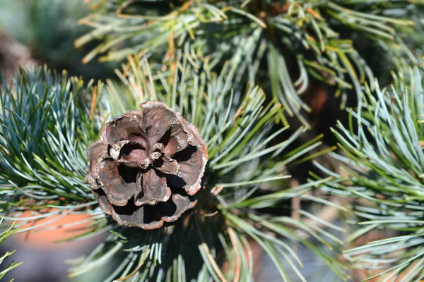 Japanise White Pine Negishi Ramo Com Cone Nome Latino Pinus — Fotografia de Stock