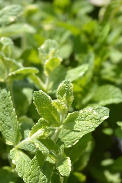 Folhas Hortelã Abacaxi Nome Latino Mentha Suaveolens Variegata — Fotografia de Stock