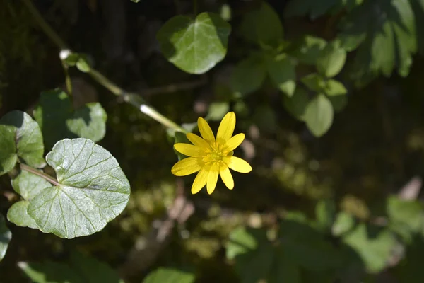 Lesser Celandine Flower Латинское Название Ficaria Verna — стоковое фото