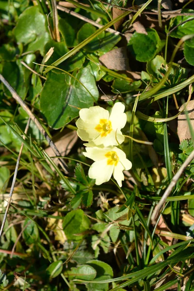 Примула Обыкновенная Латинское Название Primula Vulgaris — стоковое фото