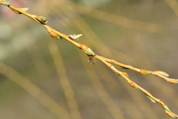 Golden Weeping Willow Větev Pupeny Latinský Název Salix Alba Subsp — Stock fotografie