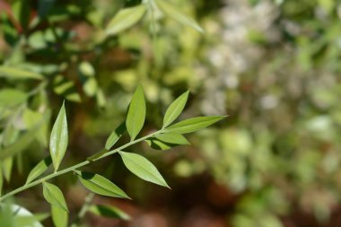 Dikenli kasap süpürgesi yaprakları - Latince adı - Ruscus aculeatus